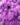 Ageratum-Flower-Seeds-1.jpg