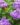 Ageratum-Flower-Seeds-2-1.jpg