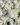 Alyssum-Flower-Seeds-1-1.jpg
