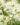Alyssum-Flower-Seeds-2.jpg