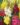 Antirrhinum-Mix-Flower-Seeds-1.jpg