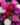 Aster-Flower-Seeds-1.jpg