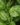 Basil-Vegetable-Seeds-2-1.jpg