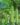 Bottle-Gourd-Vegetable-Seeds-1.jpg