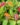 Celosia-Flower-Seeds-1-1.jpg
