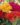 Celosia-Flower-Seeds-2.jpg