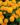 Double-Orange-African-Marigold-Flower-Seeds-1-1.jpg