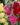 HollyHock-Flower-Seeds-1.jpg