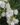 Nerium-White-Double-Flowering-Shrubs-1.jpg
