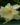 Nerium-Yellow-Flowering-Shrubs2-1.jpg