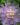 Passion-Flower-Purple-Creepers-Climbers-2-1.jpg
