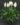 Peace-Lily-Spathiphyllum-Macrophyllum-Indoor-Air-Purifying-1.jpg
