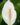 Peace-Lily-Spathiphyllum-Macrophyllum-Indoor-Air-Purifying2-1.jpg