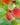 Peach-Grafted-Fruit-Plants-Tree-1.jpg