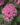Pentas-Pink-Flowering-Plants-1.jpg