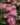 Pentas-Pink-Flowering-Plants2-1.jpg