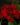 Pentas-Red-Flowering-Plants2-1.jpg