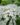 Pentas-White-Flowering-Plants-1.jpg