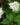 Pentas-White-Flowering-Plants-2-1.jpg