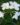 Plumeria-Pudica-Wild-Plumeria-Flowering-Shrubs-1.jpg