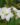 Plumeria-Pudica-Wild-Plumeria-Flowering-Shrubs2-1.jpg