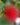 Powderpuff-Hybrid-Red-Calliandra-Flowering-Shrubs-1.jpg
