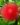 Powderpuff-Hybrid-Red-Calliandra-Flowering-Shrubs2-1.jpg