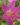 Rain-Lily-Pink-Flowering-Plants-1.jpg