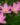 Rain-Lily-Pink-Flowering-Plants-2-1.jpg