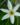 Rain-Lily-White-Flowering-Plants-1.jpg