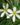 Rain-Lily-White-Flowering-Plants2-1.jpg