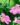 Ravenia-Spectabilis-Pink-Flowering-Shrubs-1.jpg