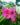 Ravenia-Spectabilis-Pink-Flowering-Shrubs2-1.jpg