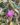Ravenia-Spectabilis-Variegata-Flowering-Plants2-1.jpg