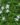 TMC-Mini-Flowering-Plants-1.jpg