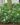 TMC-Mini-Flowering-Plants2-1.jpg