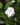 Tagar-Wheel-Circular-Flowering-Shrubs-1.jpg