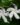Tagar-Wheel-Star-Flowering-Shrubs-1.jpg