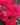 Thornless-Rose-Flowering-Plants-1.jpg