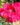 Thornless-Rose-Flowering-Plants-2-1.jpg