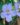 Thunbergia laurifolia