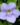 Thunbergia-Grandiflora-Creepers-Climbers2-1.jpg