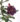 adenium-multipetal-dark-violet-02_3-1.jpg