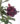 adenium-multipetal-dark-violet-02_3-1.jpg
