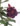 adenium-multipetal-dark-violet-02_3-1.jpg