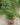 all-time-kagzi-lemon-fruit-plant-1.jpg