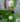 nl-parijat-plant_600x600-1.jpg