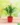 nurserylive-areca-palm-small-plant-1-582392_540x720-1.webp