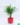 nurserylive-areca-palm-small-plant-2-940719_540x720-1.webp