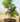 nurserylive-g-krishna-kamal-passion-flower-passiflora-incarnata-purple-plant-158241_600x600-1.webp